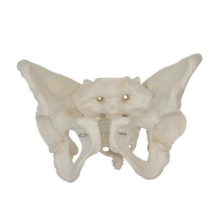 Life size Adult Female Anatomical Pelvic Skeleton model